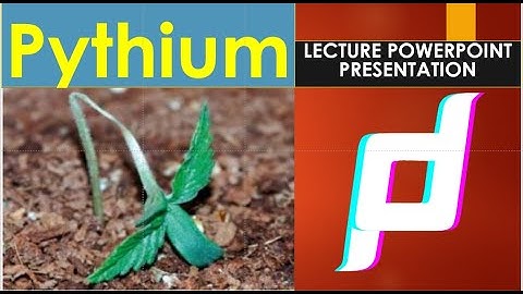 Pythium life cycle LECTURE POWERPOINT PRESENTATION  | Disease Cycle of Phythium