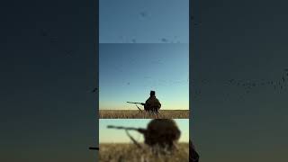 БЕЗ ПРОМАХА! Лучшие моменты охоты на гуся #shorts