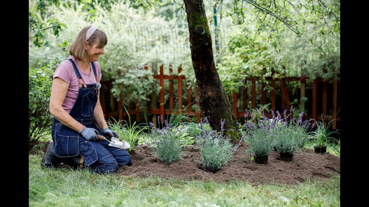 No dig rabatt under äppelträdet med ätliga perenner