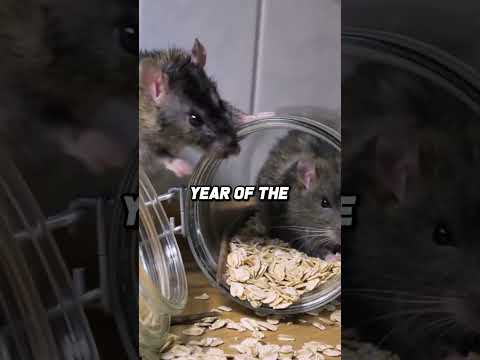 The Rat Sign's Astrology And Numerology 7 - Gg33 Video Numerology Astrology Gg33