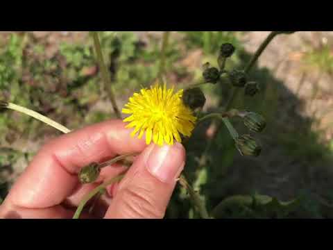 Crepis vesicaria e tarassaco a confronto