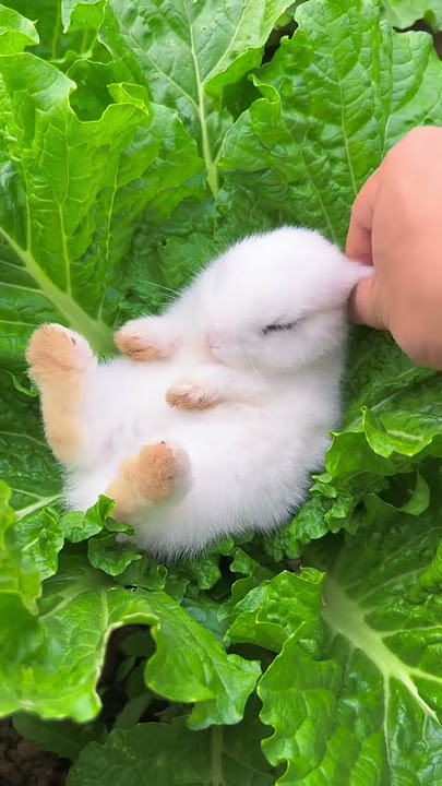 A cute little rabbit that can't be woken up. Cute little rabbit in the countryside.