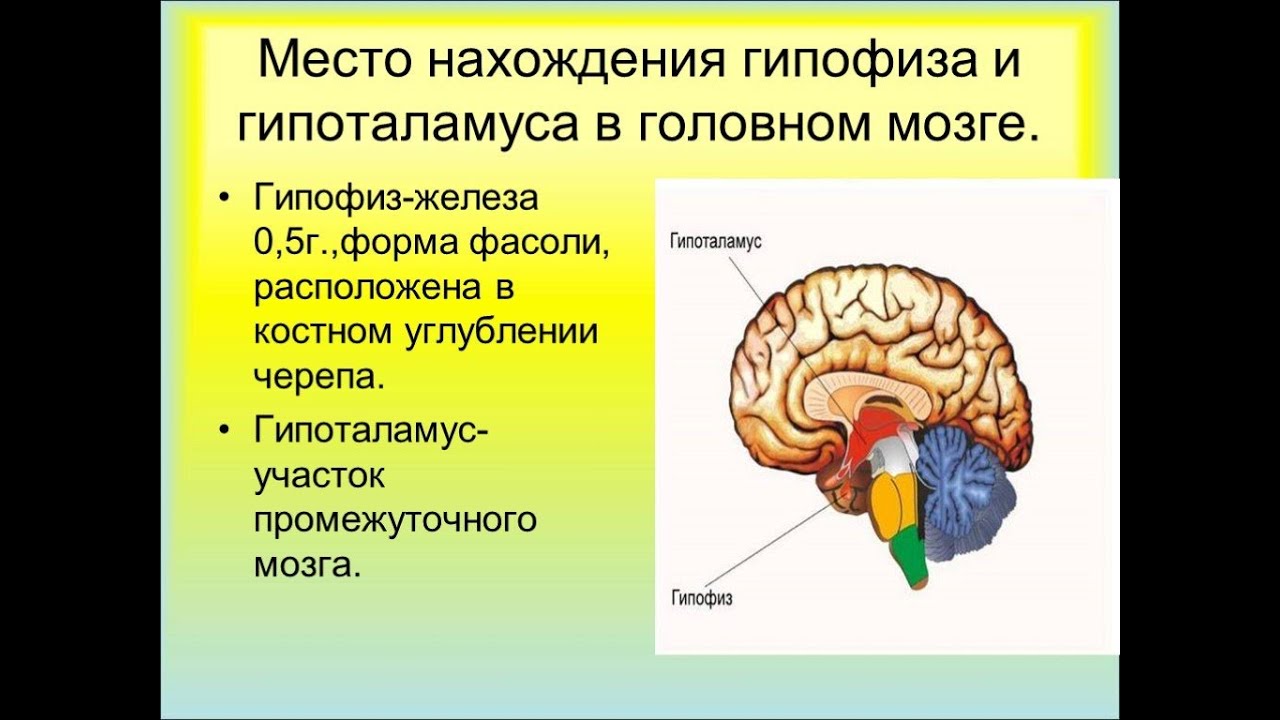 Гипофиз в каком мозге