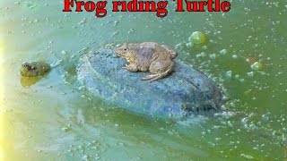 🌄 Strange but true Frog riding turtle.  Amazing nature dependence Frog rides on a turtle's.