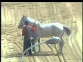 2013/03/23 福山競馬 現役最後のアラブ馬レッツゴーカップ功労馬セレモニー