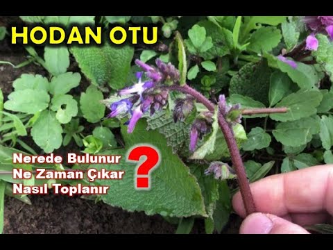 Video: Büyüyen Hodan - Hodan Bitkisi Nasıl Yetiştirilir ve Bahçede Kullanılır