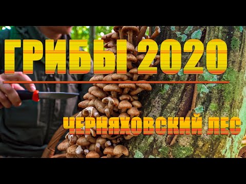 Грибы 2020 /Черняховский лес/ Сбор грибов в Калининграде/скиталец