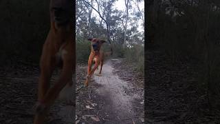 My Ridgeback Loki slams into the ground running down a sandy track  #ridgeback #dog #australia