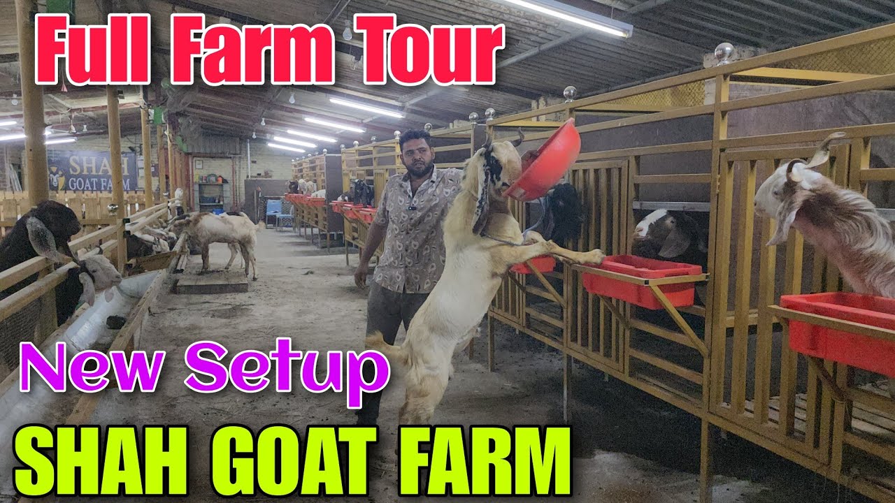 Full Farm Tour New Goat Setup SHAH GOAT FARM | Goat Famring | Goat ...
