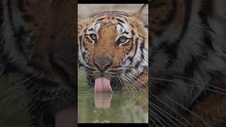 A must watch, 4K close up- Corbett tigress drinking water in green pond #wild #rare #trending #viral