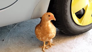 EXPERIMENT Car vs Chicken