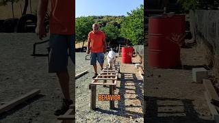 Bull Terriers- The Importance Of Rotating Toys