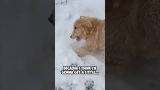 It’s TGIF dog goldenretriever shorts