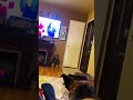 funny 😂 #funniest #funnycatvideos #funnycats #funny #animals #cat