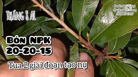 Npk 20 20 15 nghĩa là gì năm 2024