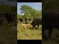 Buffaloes Attack Weak Lion In Savannah Clash Buffaloes Attack Weak Lion In Savannah Clash