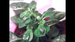 Bhut Jolokia (Ghost Pepper) Plant Time-Lapse 12-26 to 1-6
