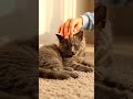 Sunlight Comfort | Gray Kitten ASMR #asmr