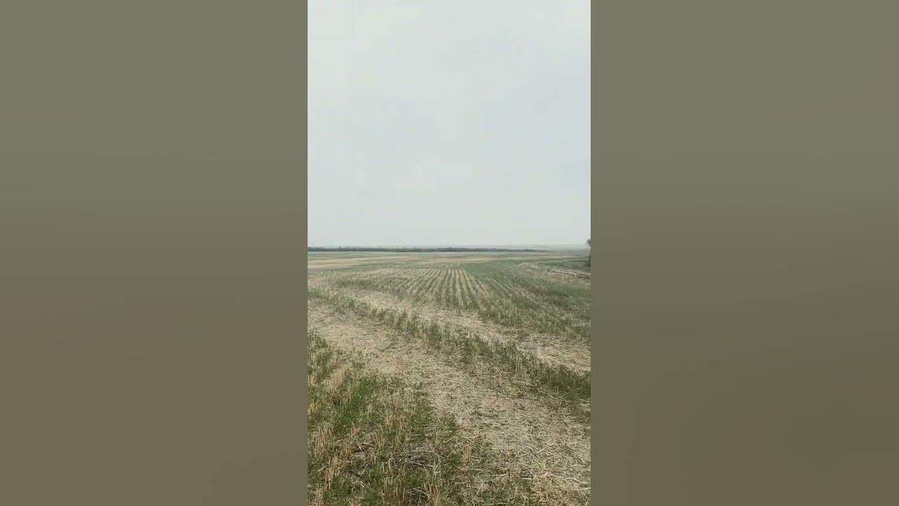Степь фрагмент. Степь фрагмент