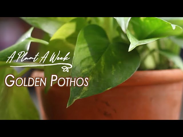 Anyone tried the “pin” method on their pothos? : r/houseplants