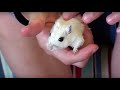 Gerbil Care and Training Quiz