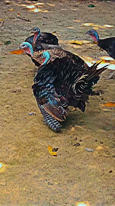 #this#bird#american#yakin#nahi#to#royal#pom#search#kar#lo#skcam@8756