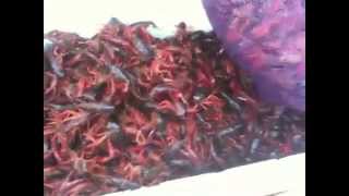 Crawfish Rockport Texas