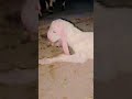 Hasan goat farm