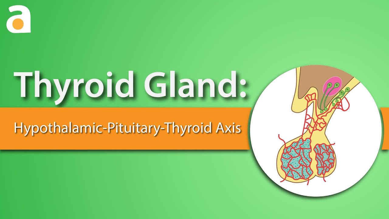 Thyroid Gland: Hypothalamic-Pituitary-Thyroid Axis - Role Of Thyroid Stimulating Hormone (Tsh)