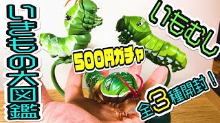 【いきもの大図鑑】「いもむし」！ 全３種開封！衝撃の新作！【５００円ガチャ】