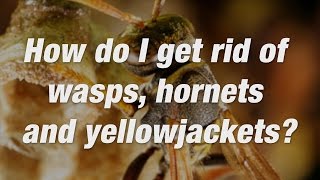 How to Get Rid of Wasps, Yellowjackets and Hornets | Ortho