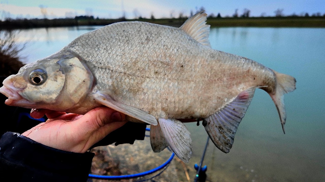 Pecanje velikih DEVERIKA na KARAMELU