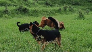 Tibetan mastiff Rottweiler German Shepherd playing together by The Pahadi Dogs 1,506 views 8 months ago 50 seconds