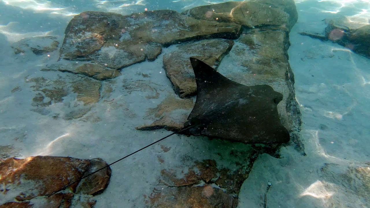 Snorkeling at Discovery Cove Orlando 4K 60FPS YouTube