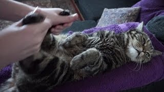 Гимнастика для кота; Cats gymnastics