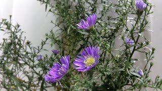 【孔雀草】クジャクソウの開花（花の開花#538）/ Flowering Aster pilosus (Timelapse)