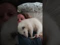 Possum Helps Injured Pet Mom Relax
