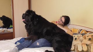 Newfoundland dog Reina thinks she is a lap dog