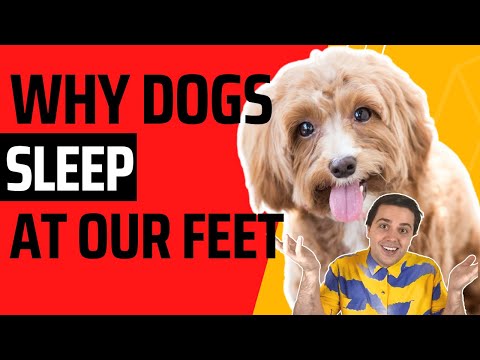 Why Do Dogs Sleep At Your Feet?