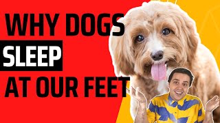 Top 10+ why do dogs lay by your feet