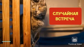 Одна Из Моих Историй Спасения Кошек | Начало В Описании К Видео