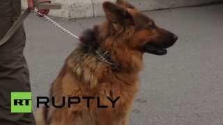 Ukraine: The dogs of war - conflict trained German Shepherds received by DPSU