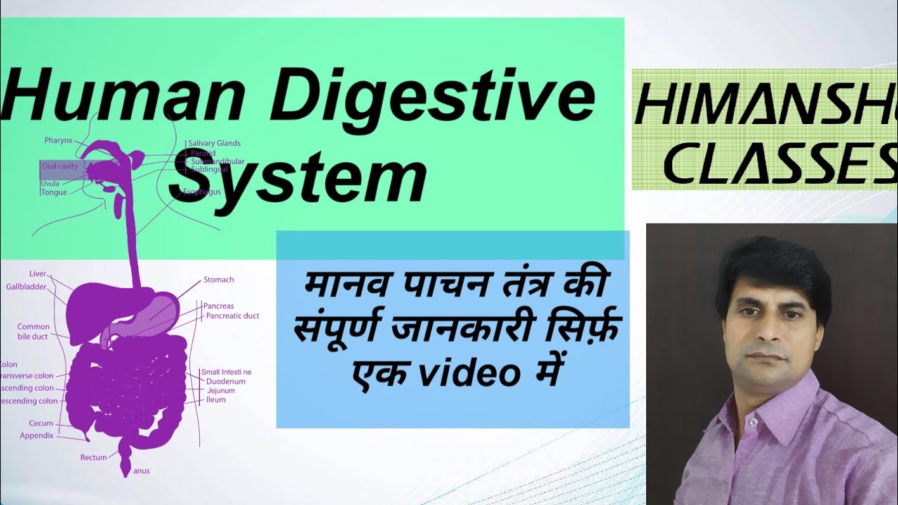 Structure and functions of Digestive system/ पाचन तंत्र की सम्पूर्ण