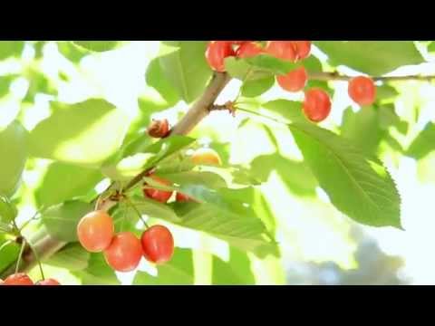Видео: Lapins Cherry Информация: Научете как да отглеждате Lapins Cherry Trees