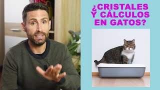 ¿Qué diferencias hay entre cálculos y cristales en la orina de mi gato?