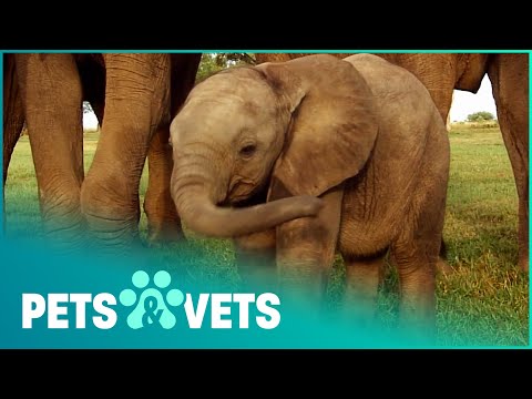 BABY ELEPHANT GOES ON AN ADVENTURE | WILDLIFE NANNIES