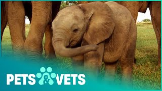 BABY ELEPHANT GOES ON AN ADVENTURE | WILDLIFE NANNIES