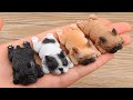 BEST CUTE BABY ANIMALS Videos Compilation Funniest and cutest moments of animals - Soo Cute #1