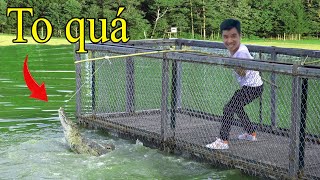 PHD | Câu Cá Sấu | Động Vật Nguy Hiểm | Crocodile Fishing