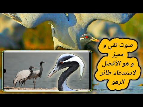 صوت الرهو الاكحل الكركي الاكحل 